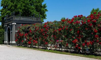 Branam Dr Avenue of Roses Portland