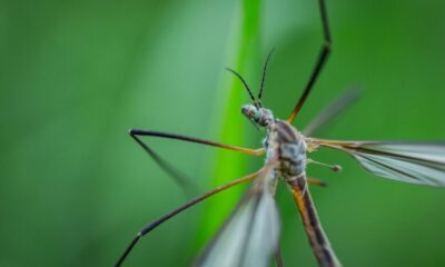 Mosquito in Niquinomo Las Cruzitas