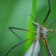 Mosquito in Niquinomo Las Cruzitas