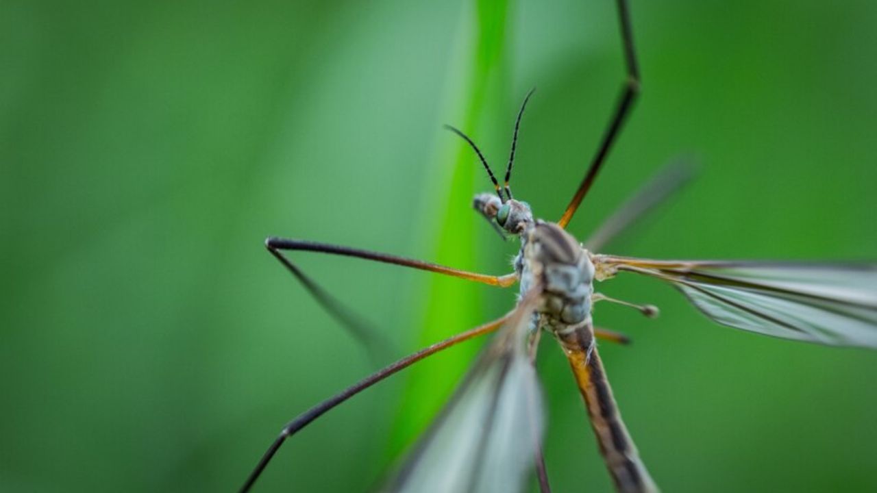 Mosquito in Niquinomo Las Cruzitas